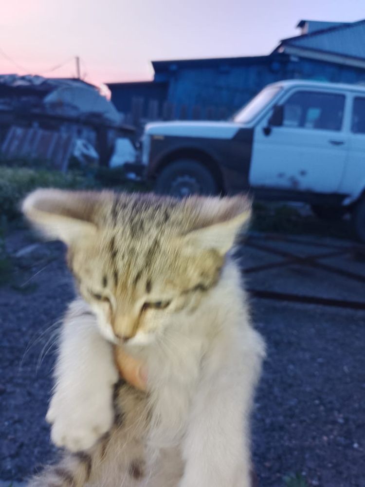 Котята бесплатно