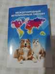 Котята шотланки в добрые руки