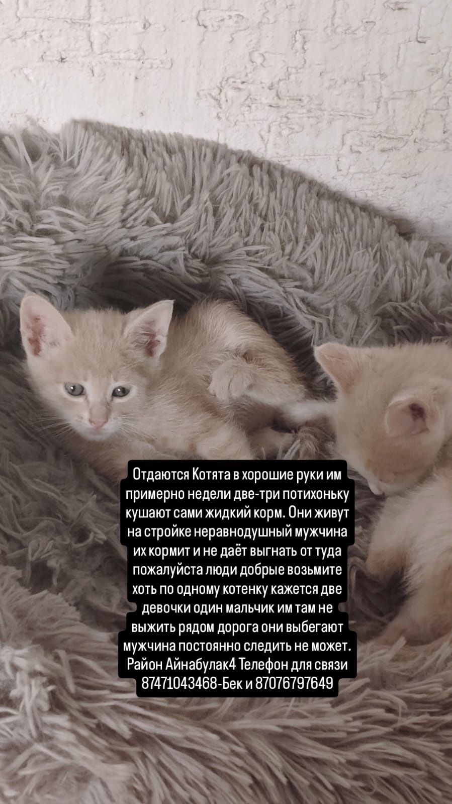 Отдам котят в добрые руки