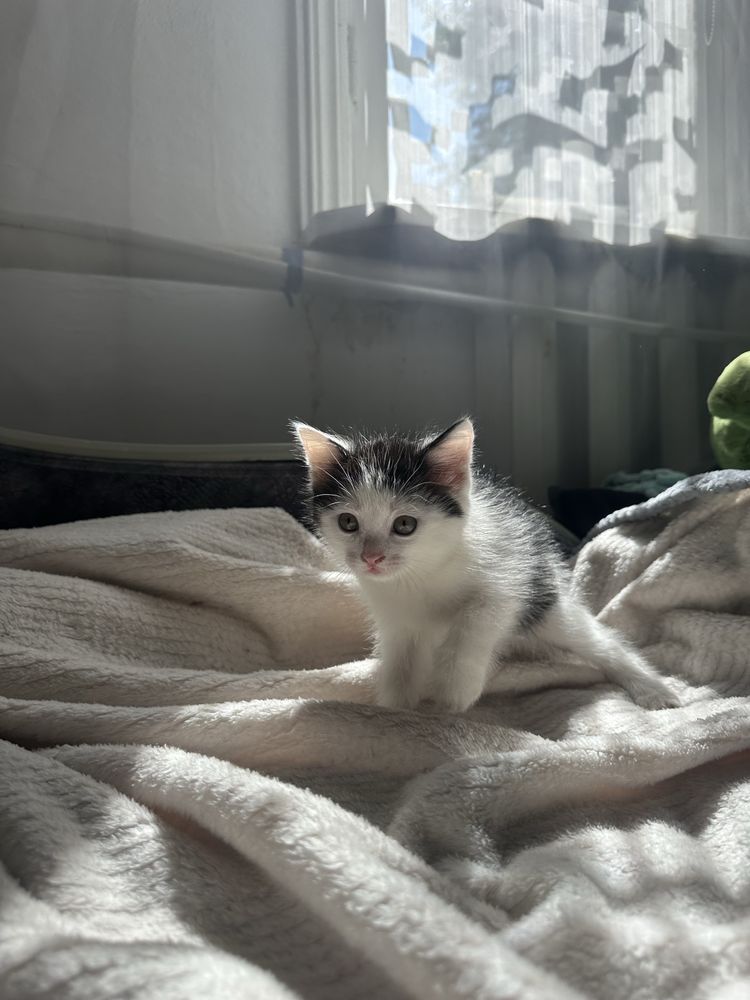 Кот в добрые руки