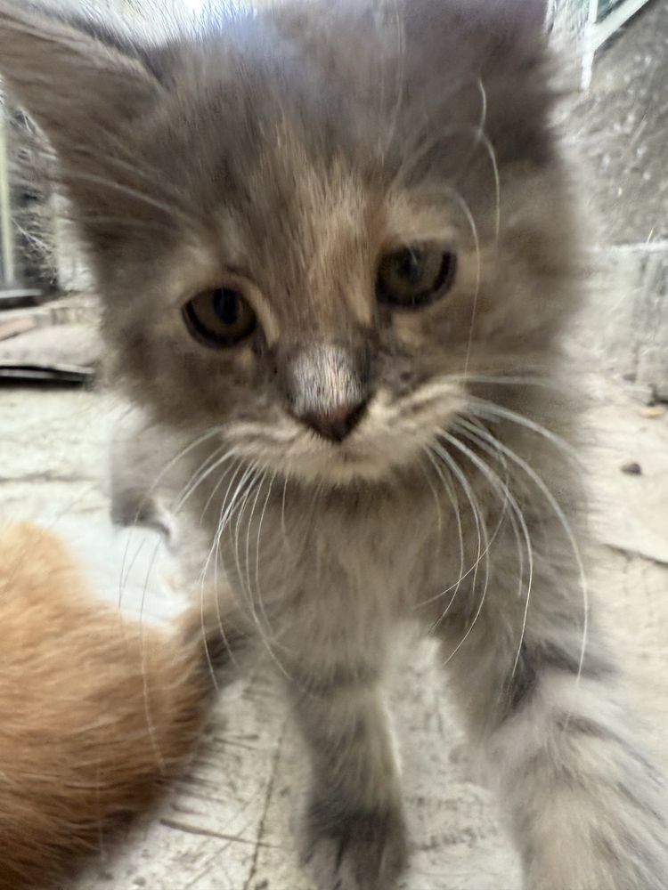 Котята ищут любящую семью