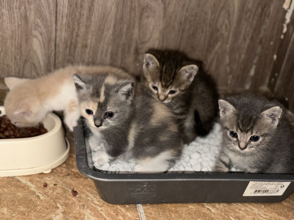 Отдам 4 котят,2 девочки, 2 мальчика, мать породистая