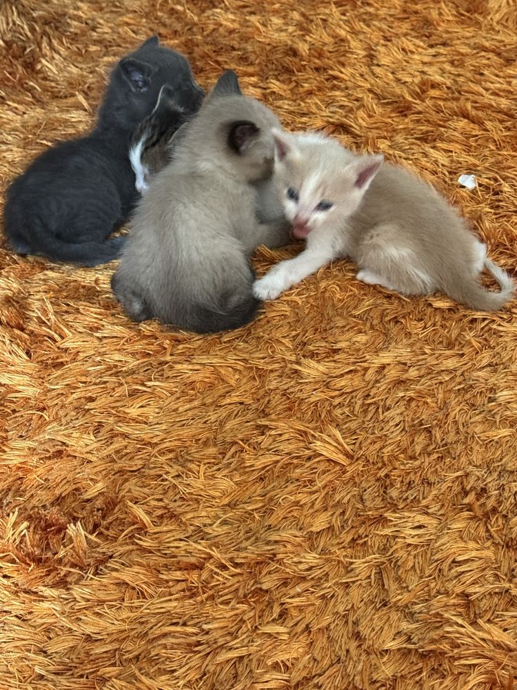 Продаеться котенок девочка