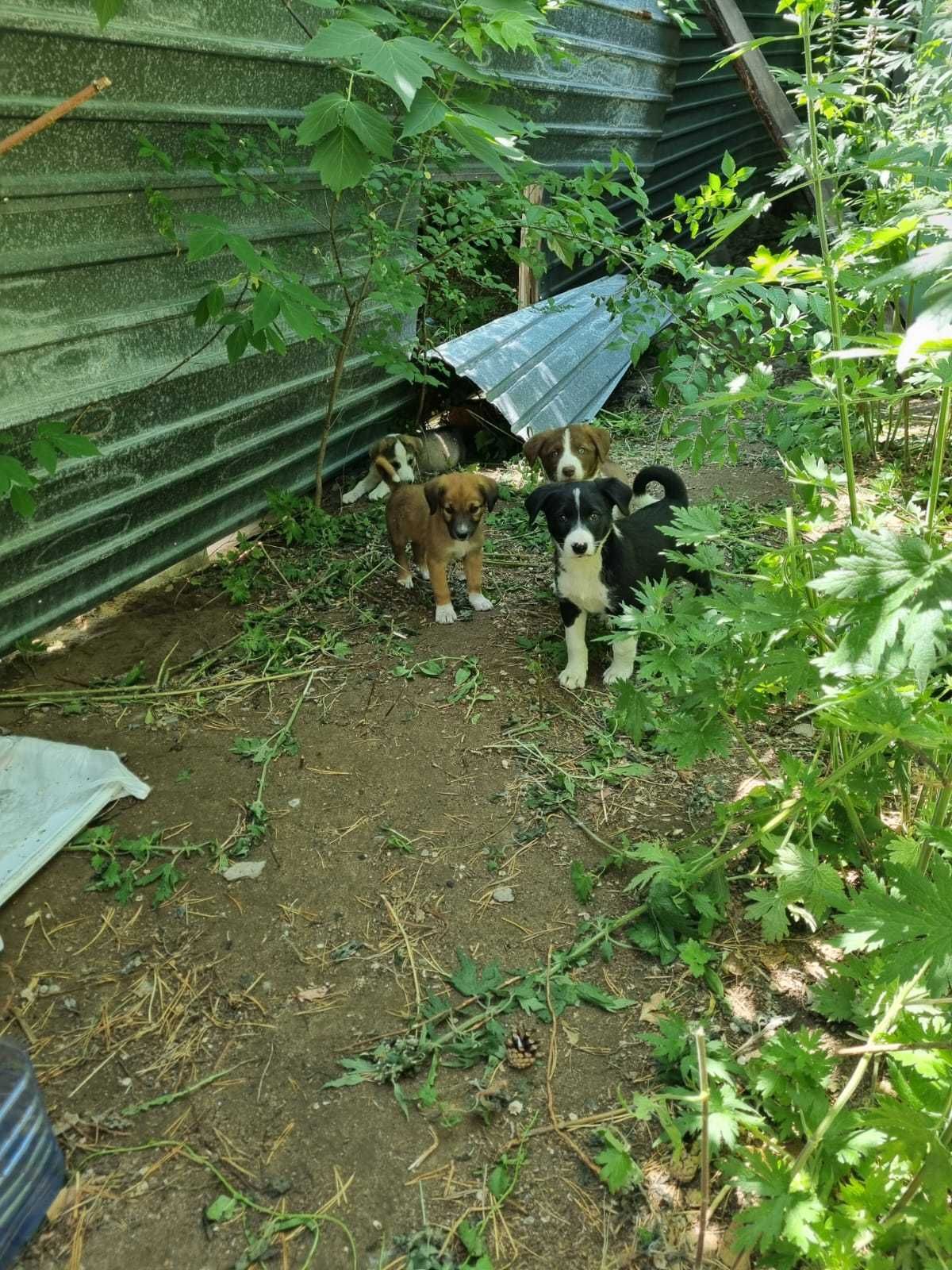 Пристраиваются щенки