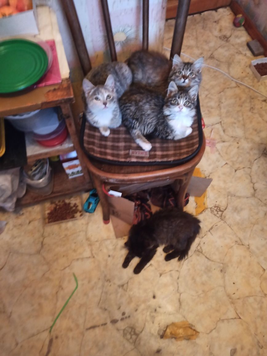 Домашние Животные