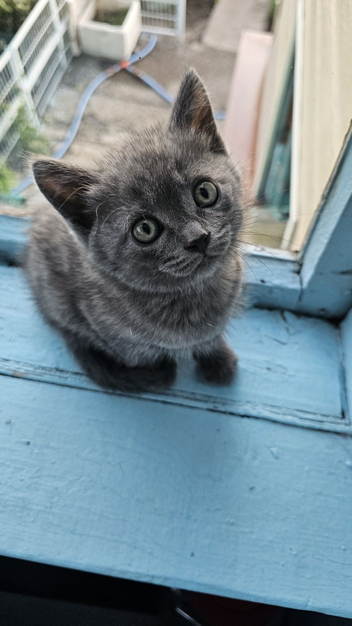 Котята шотландские
