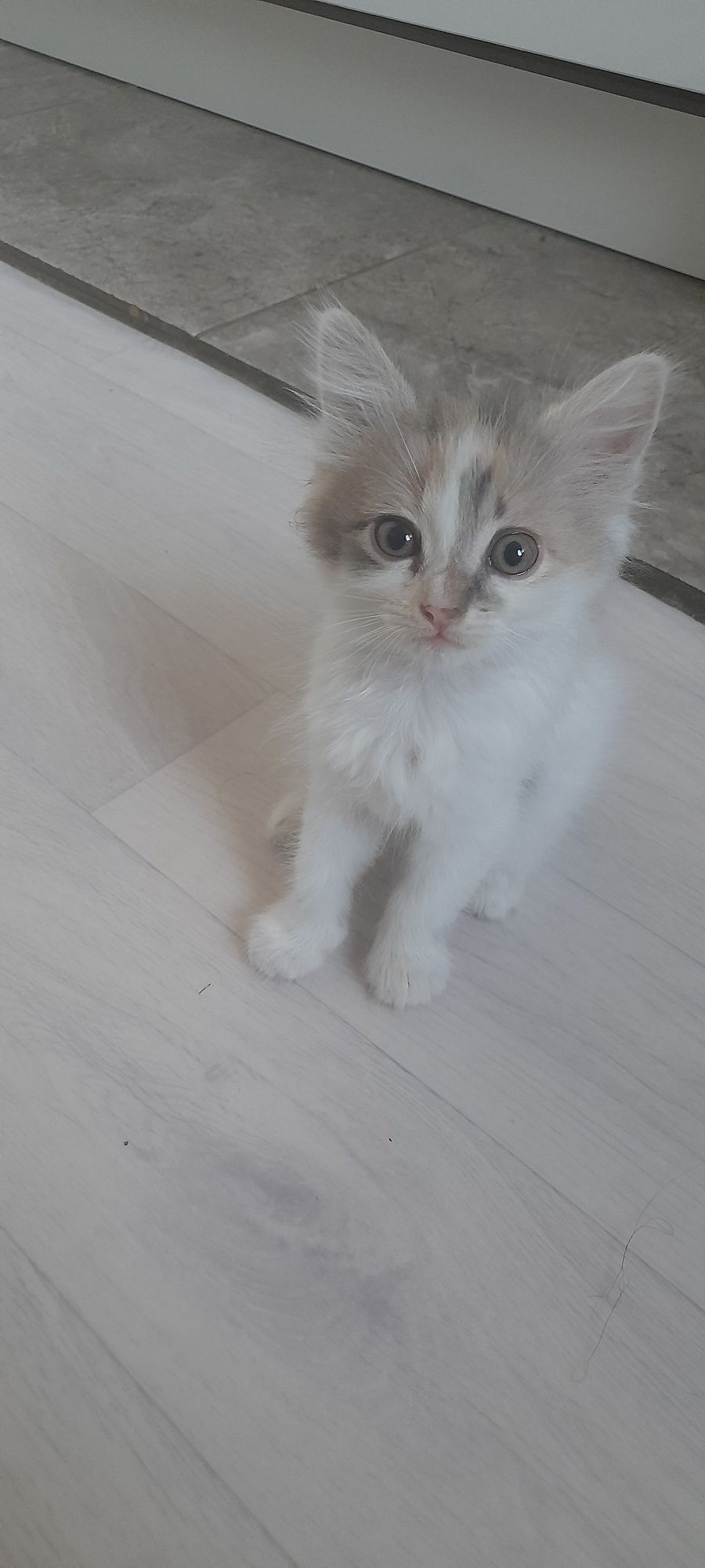 Котенок в добрые руки
