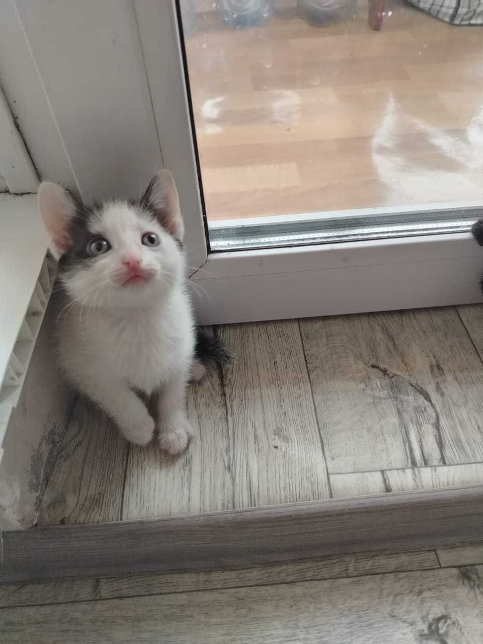 Отдам в хорошие руки котят! Девочки 2 месяца