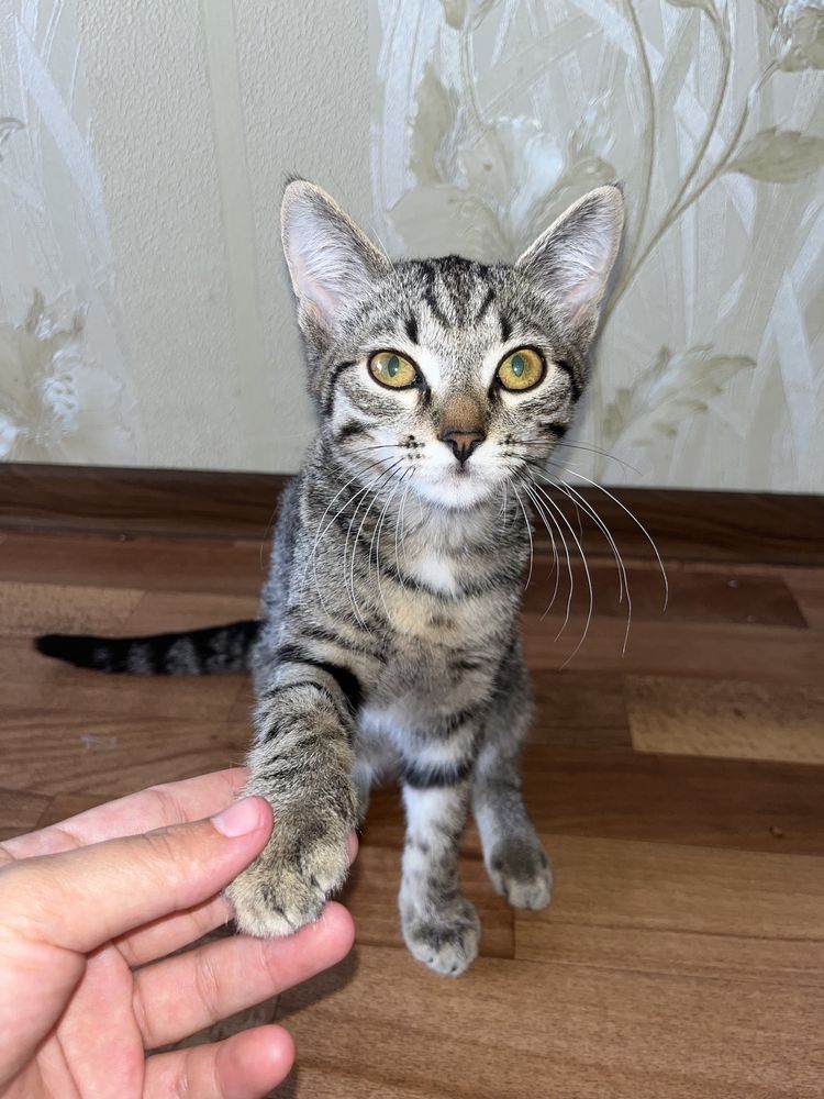 Кошка  Ұл Мысық 4 айлық латокқа өзі барады