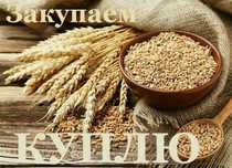 Kуnлю Пшеница... Ячмень