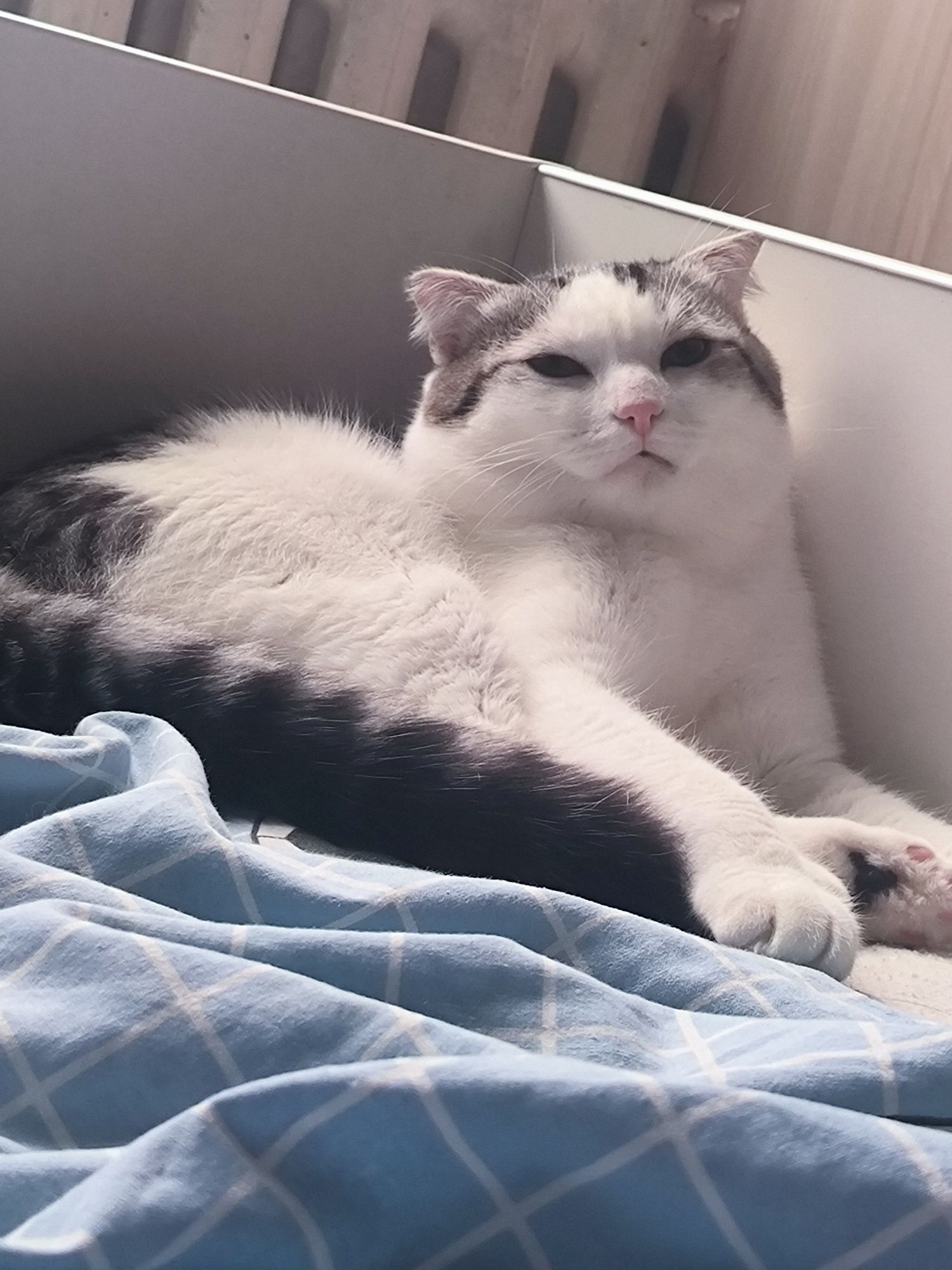Отдам кота в хорошие руки