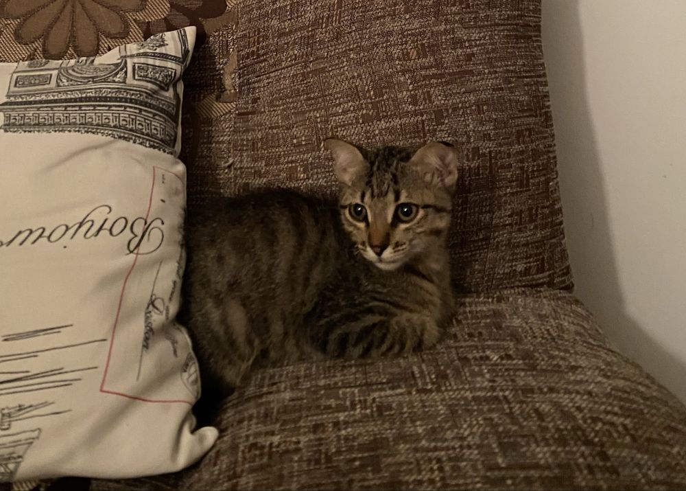 Котенок в добрые руки
