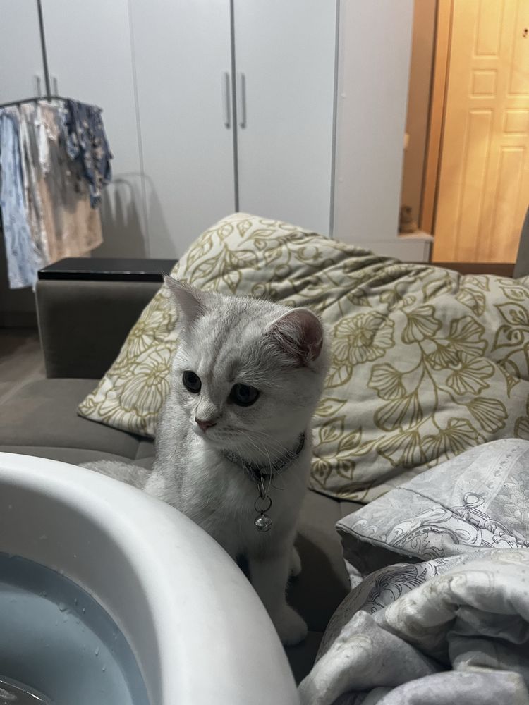 Шотландский котенок