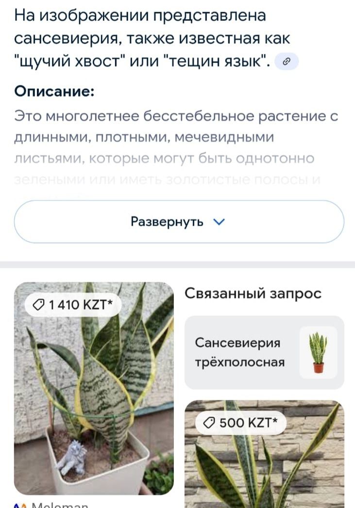 Комнатные растения.  Почти даром.