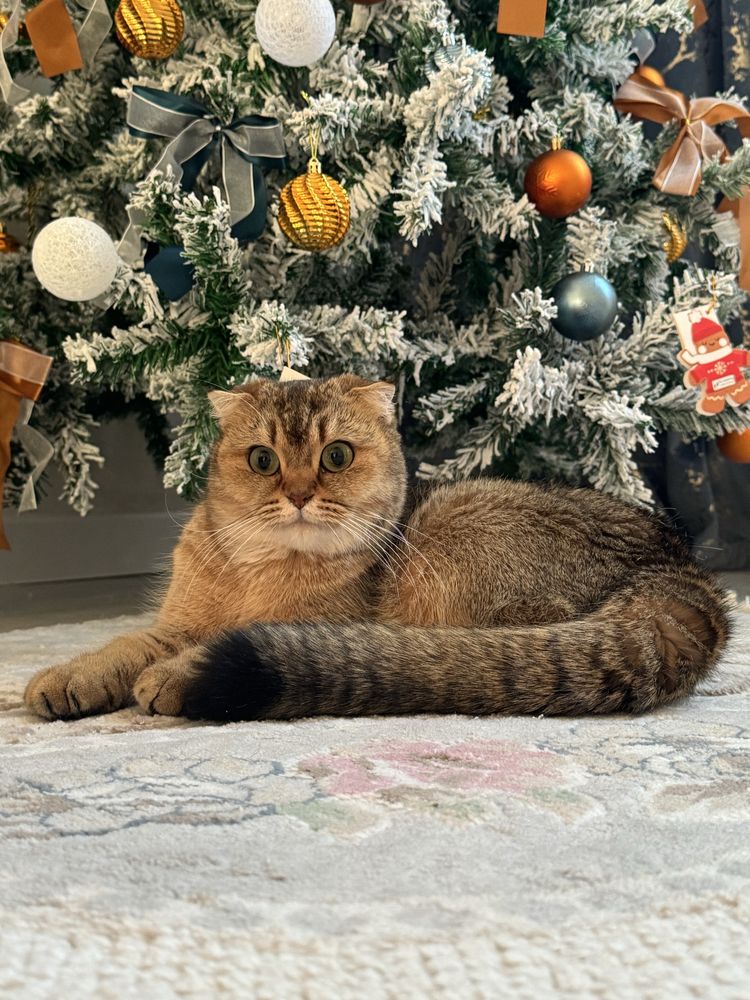 Продам кошку. Шиншилла золотисто-чёрная