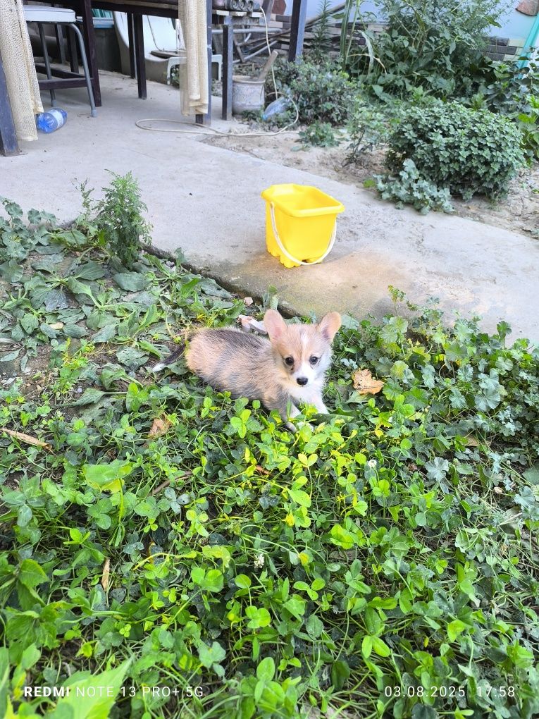 Щенята Вельшь Корги Пемброк