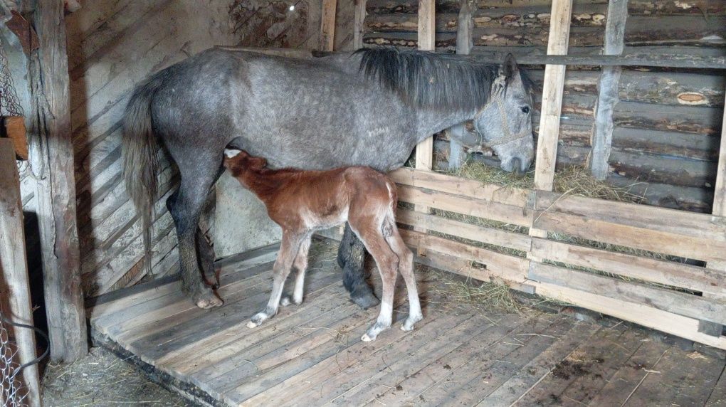 Продам кобылку с жеребёнком 5летка