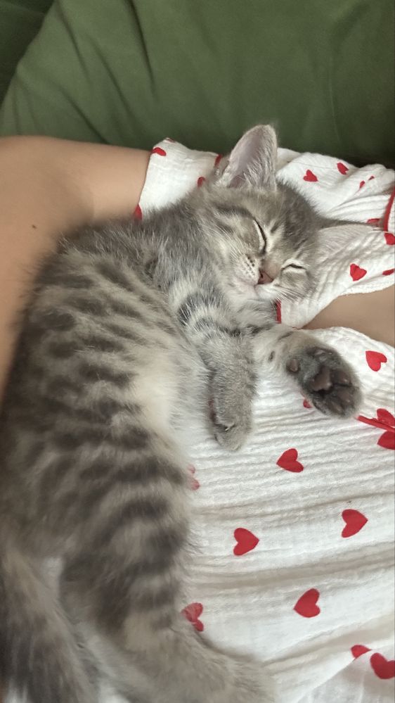 Игривая котик мальчик есть только корм