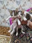 Отдам котят в добрые руки