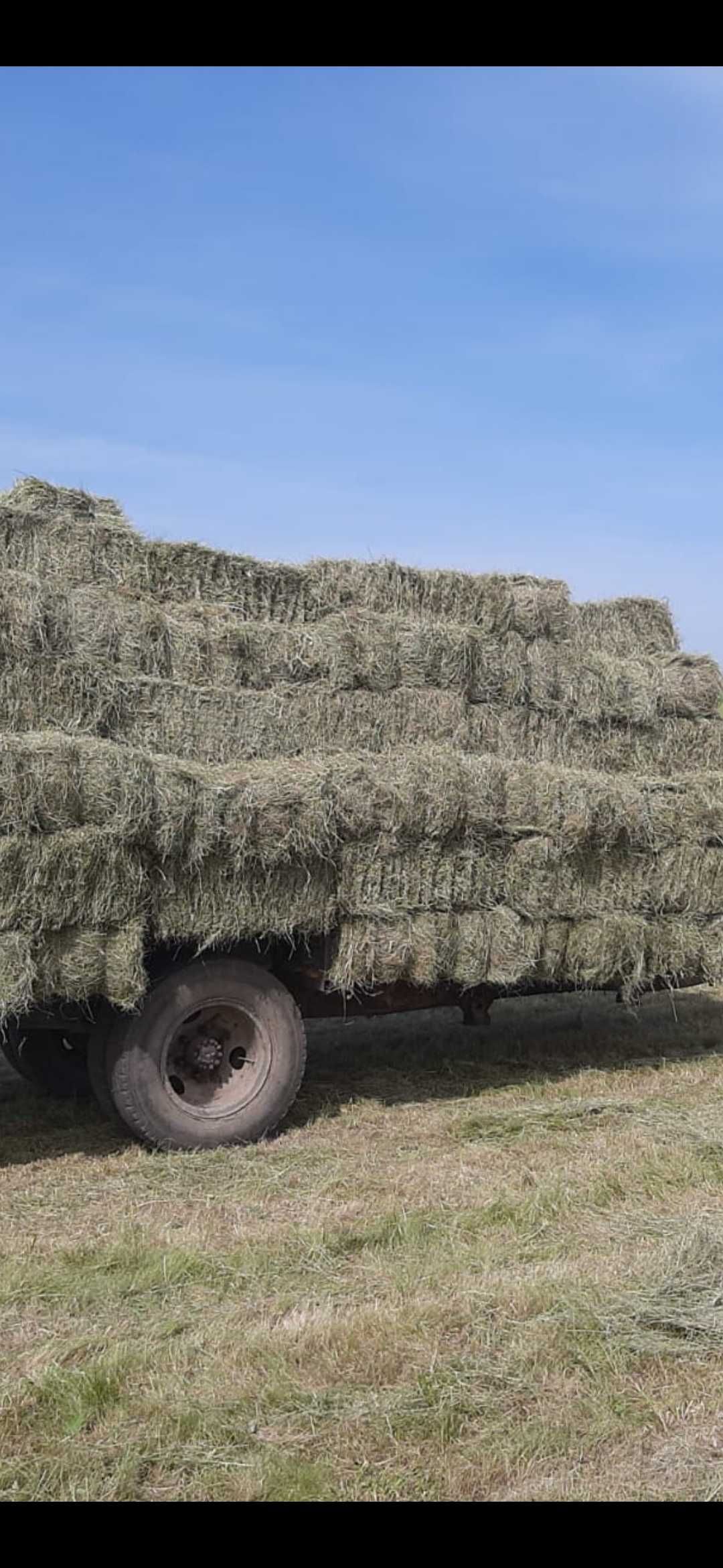 Продам сено в квадратных тюках