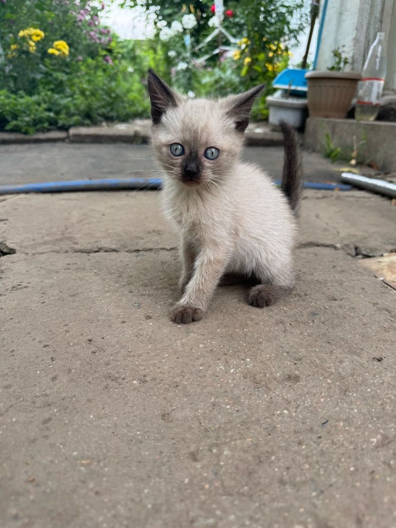 Отдам котят в надёжные  руки.
