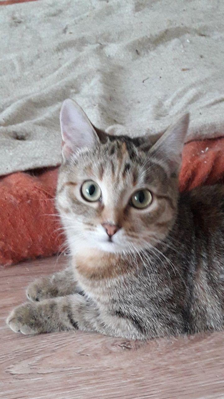 Кошечка пристраиваем