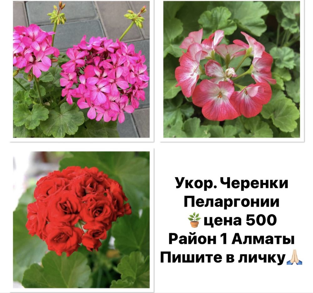 Продам пеларгонии