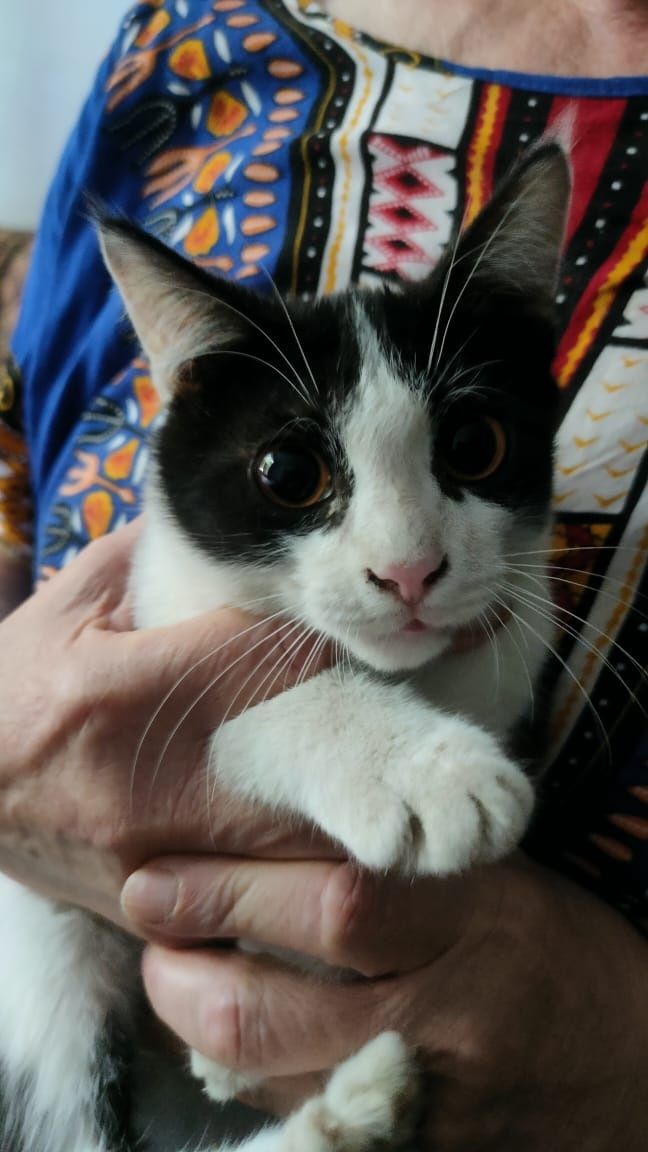 Отдам котят, в добрые руки