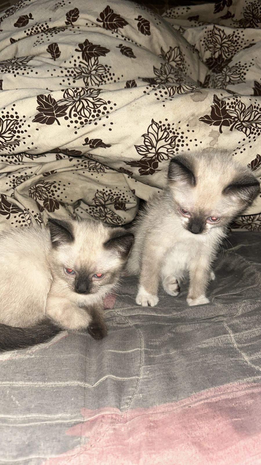 Котята в хорошие руки