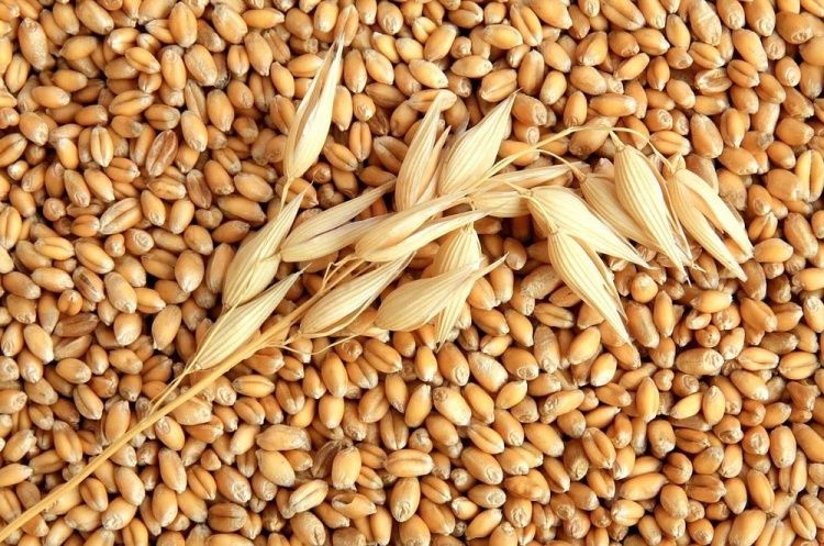 Продам пшеницу, ячмень