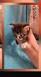 Отдам котят в  добрые руки