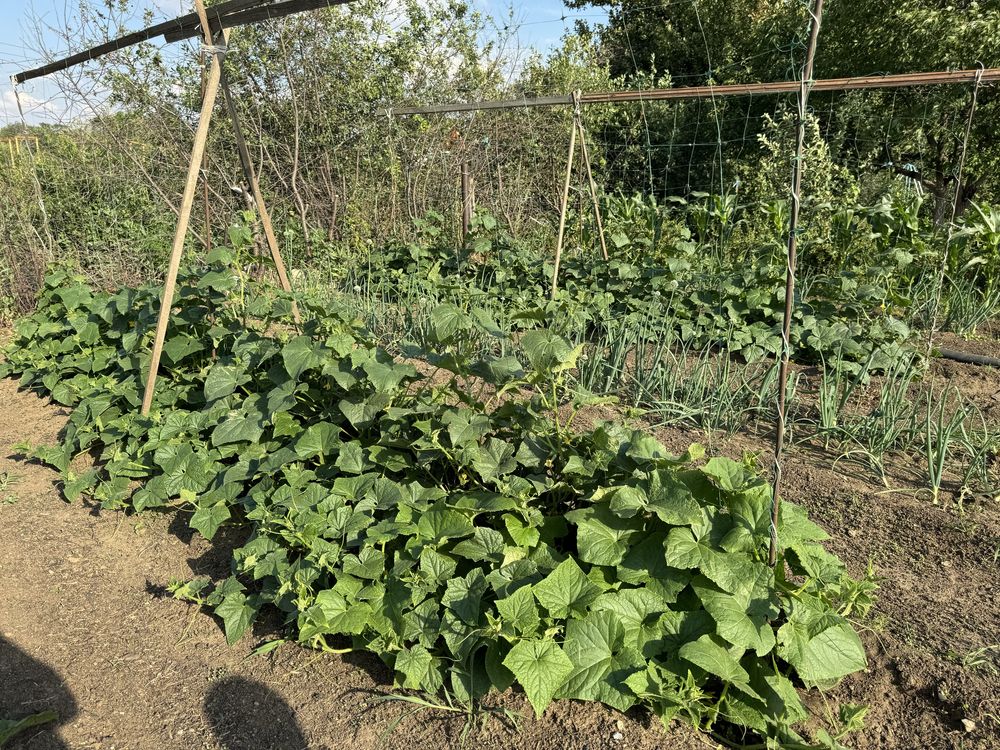 Продается земельный участок для садоводства.