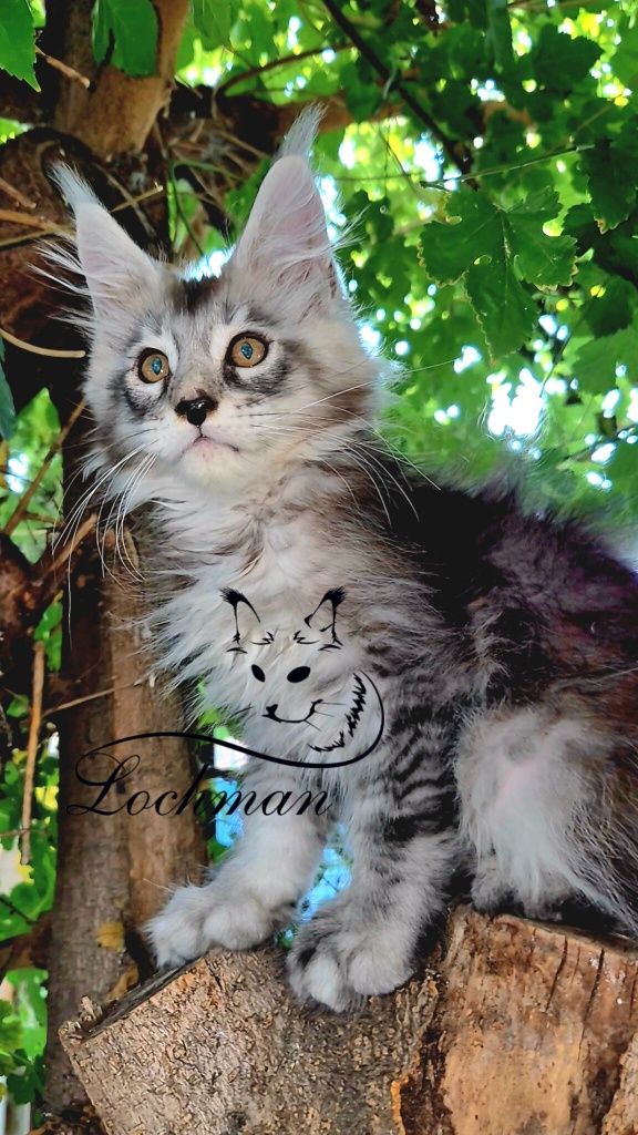 Мейнкун котята,доставка