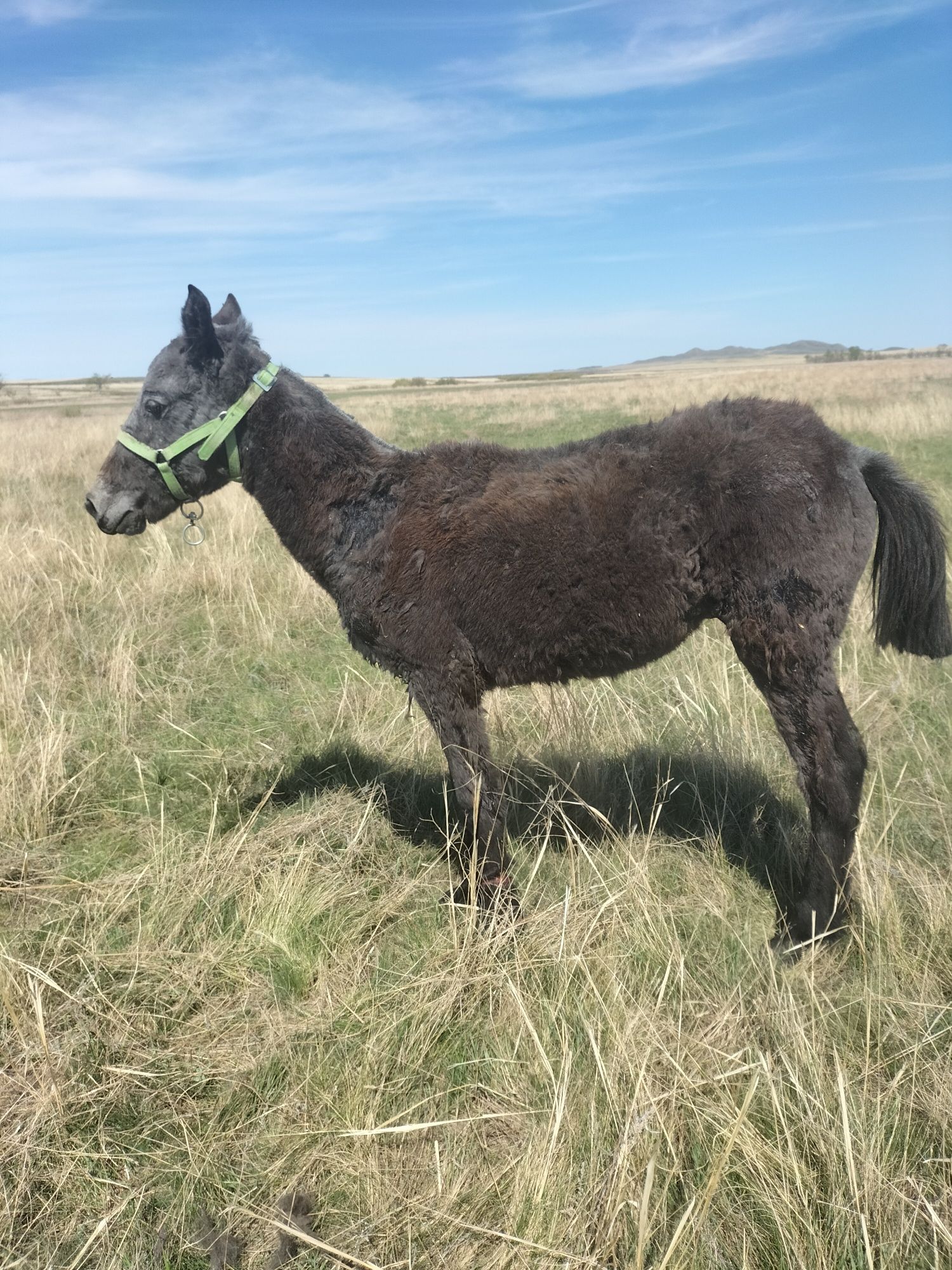 Продам Жабагы переход на тая поздний