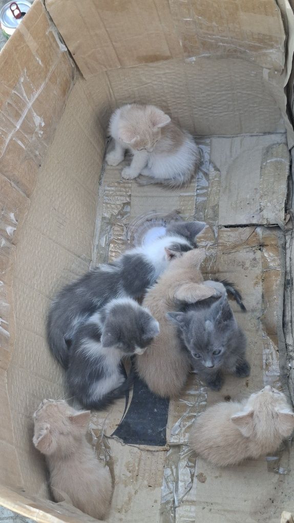 Котята ищет дом и добрых хозяев