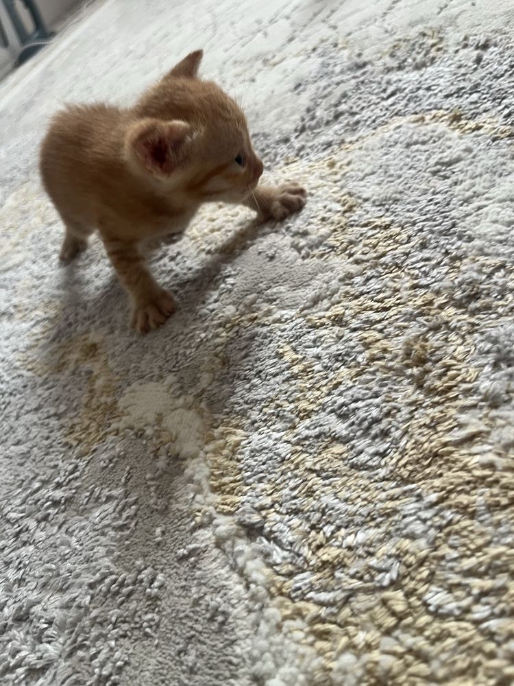 Отдаю котят в добрые руки
