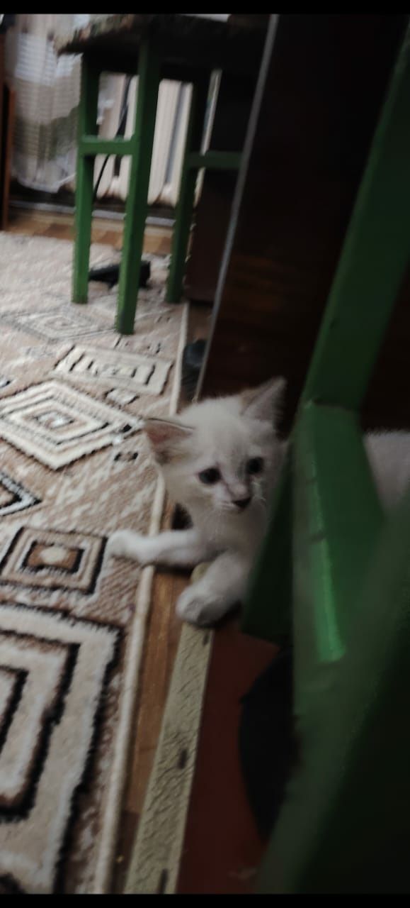Отдам котят в добрые руки