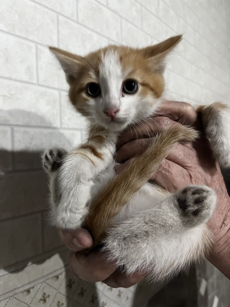 Отдам котят в хорошие руки