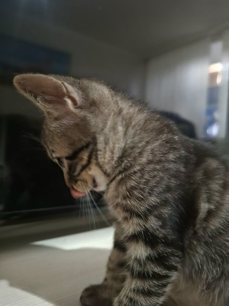 Котёнок в поиске своего человека
