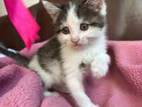 Котенок ищет семью и дом
