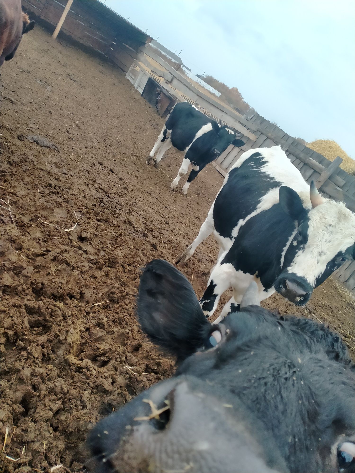 Продам Говядину КРС