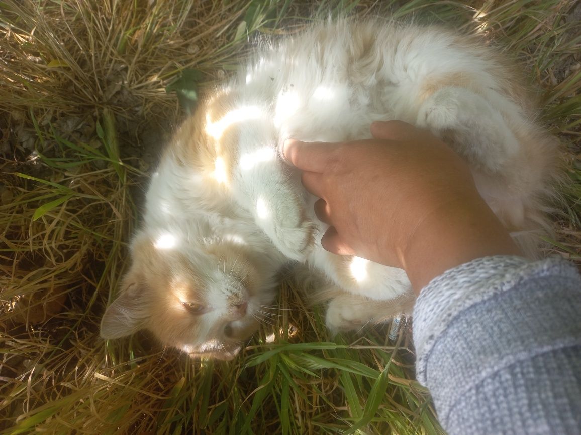 Отдам даром котенка