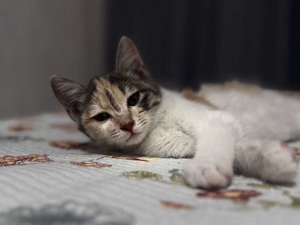 отдам котенка в добрые руки