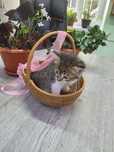 Котята в добрые руки!