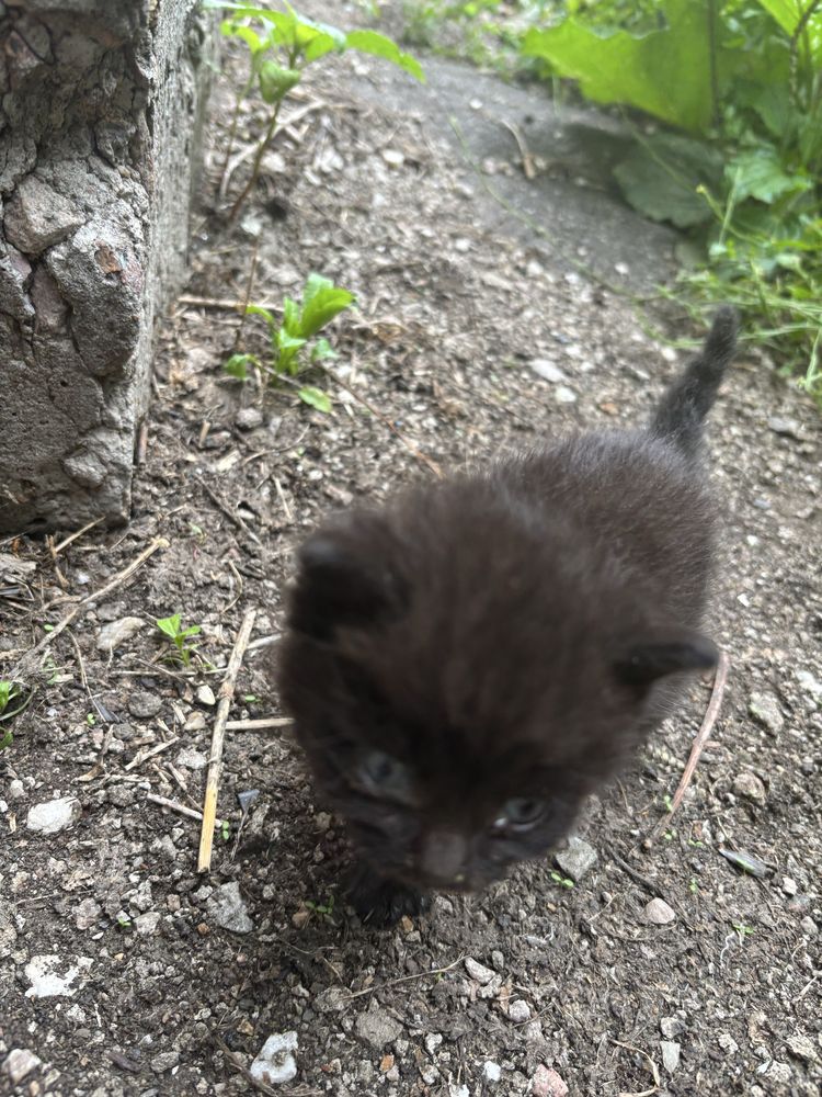 Приютите 2 котят