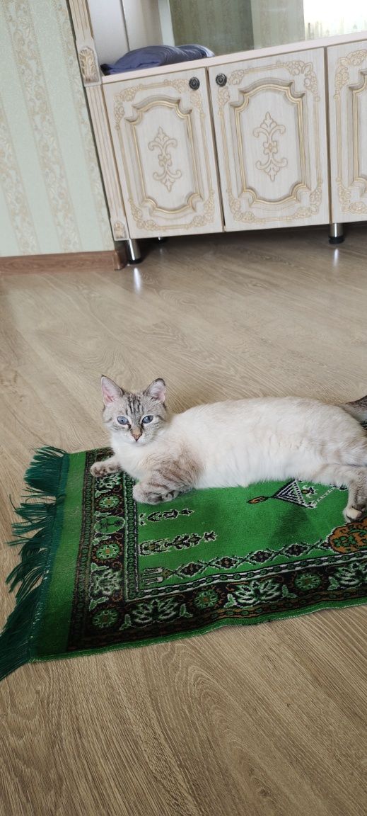 Отдадим милую кошечку в добрые руку