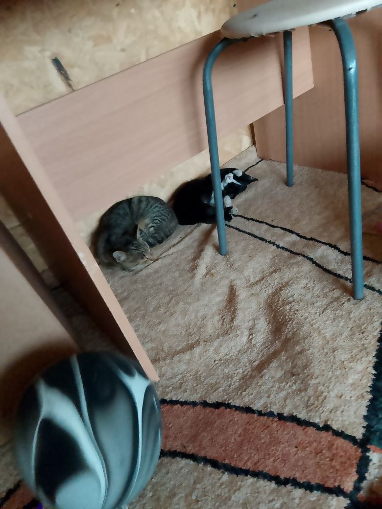 Котята 4 месяца, родились 28 февраля