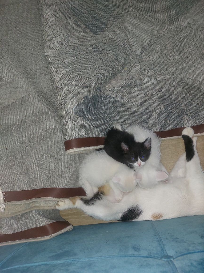 Котята в хорошие руки