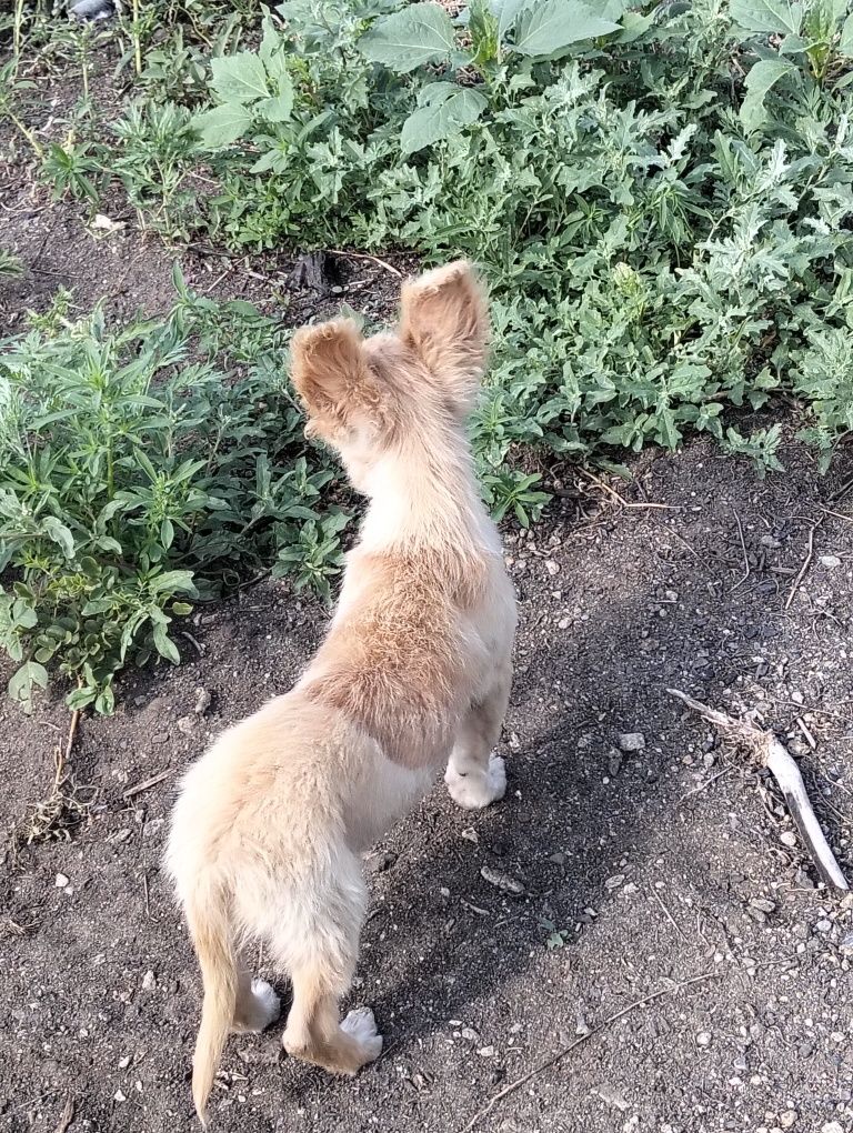 Отдам щенка в добрые руки