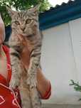 Отдам мальчика котёнка